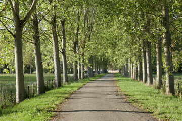 Plane trees lining a road in France