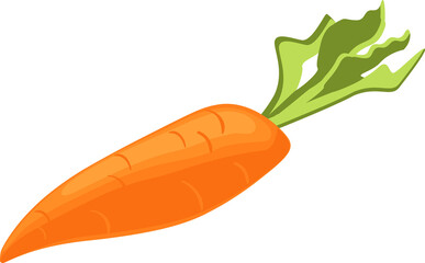 vegetable carrot