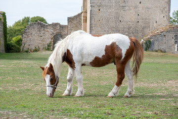 Naklejka na ściany i meble Medieval Puivert castle, Aude, Occitanie, South France. Pony grazing at internal area
