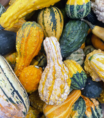 squash and gourds