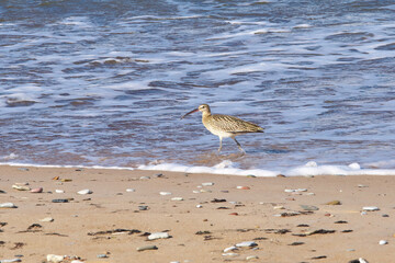 Numenius arquata. Curlew (Kuitala) on the seashore.