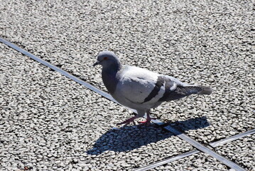 pigeon on the ground
