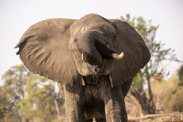 Elefant trinkt in Afrika