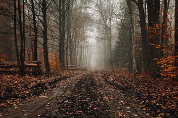 Droga w lesie jesienią  - obrazy, fototapety, plakaty