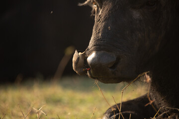 Madenhacker putzt den Büffel