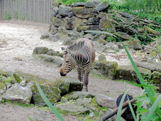 Zebra