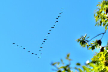 A wedge of flying cranes, in the sky. Selective focus.