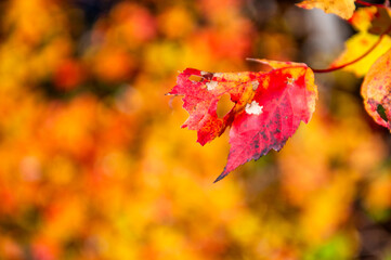 Autumn leaves in foliage season, fall colors