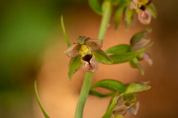 Broad-Leaved Helleborine (Epipactis helleborine) in to wild