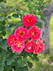 Bright pink floribunda rose shrub in garden.