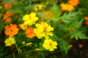 Yellow and Orange Marigold Flower - 黄色 オレンジ マリーゴールド 花