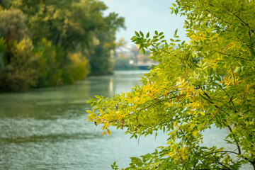 Autumn leaves on a blurred autumn background.