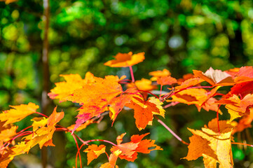 Autumn leaves in foliage season, fall colors