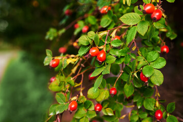Red fruits of a medicinal rose hip on a bush with green leaves