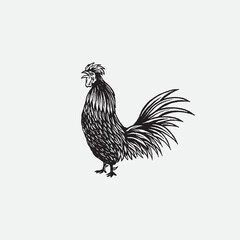 Rooster drawing illustration.