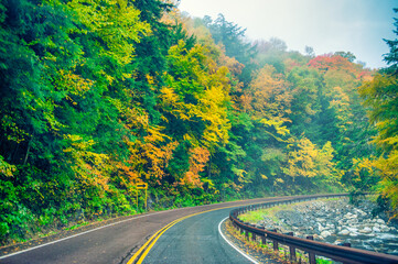 Road across the forest in foliage season on a rainy day