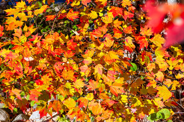 Autumn leaves in foliage season, fall colors