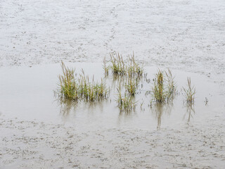 Andelgras, Puccinellia maritima, im Watt am Deich bei Niedrigwasser