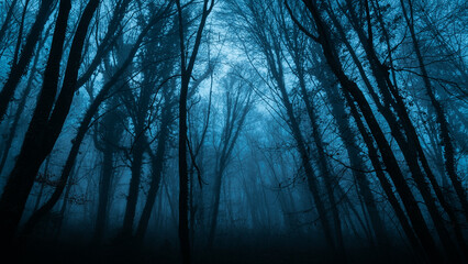 Obraz premium Misty dark woods