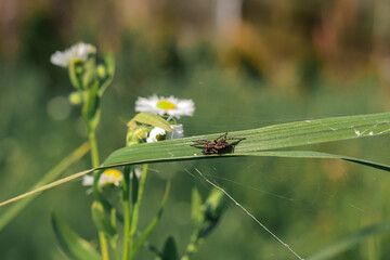 pająk na źdźble trawy © Ignacy