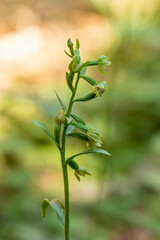 Spindly Helleborine (Epipactis exilis)