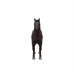 Black Horse isolated