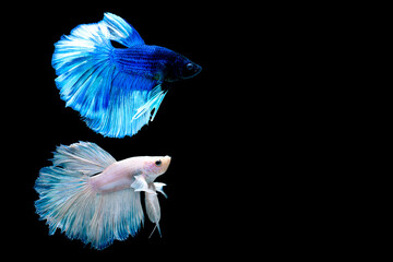 beautifull betta fish Thai fighting fish