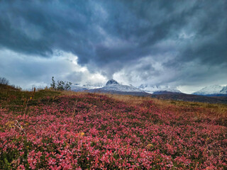 field of flowers - Alaska (Thompson pass)