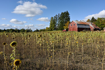 sunflower field, red barn and tractor © Mikhail Olykainen