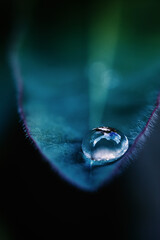 waterdrop macro shot