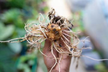 Caladium bicolor plant propagation by cutting rootstock.	