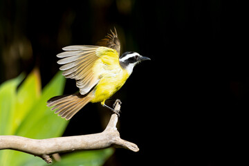 The yellow bird from Brazil. The Great Kiskadee also know as Bem-te-vi perched on a top of tree. Species Pitangus sulphuratus. Animal world. Bird lover. Birdwatching. Flycatcher.
