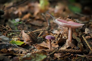 mushrooms in the forest