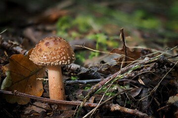 mushroom in the forest