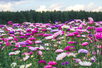 Fototapeta premium A bright multi-colored flower field against the backdrop of a forest and a beautiful cloudy sky. A field of flowering asters. Beautiful landscape. Growing ornamental plants. 