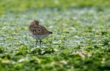 Dunlin (Calidris alpina) in natural habitat