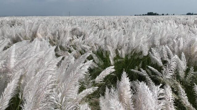 white kash plant or kans grass bloomed and swinging in breeze among green fields with red and blue clouds in sky