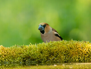 Hawfinch bird on forest water pond