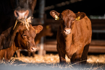 Young cow standing in cowshed at the farm.
