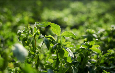 Green alfalfa on a sunny morning