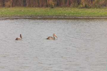 Spot-billed pelican (Pelecanus philippensis) at Kaziranga NP, Assam, India