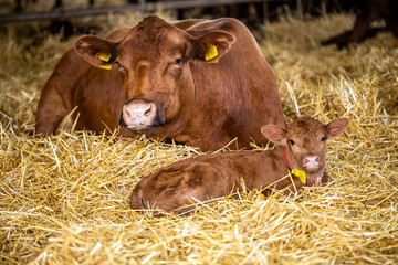Cow and newborn calf lying in straw at cattle farm. Domestic animals husbandry and reproduction. © littlewolf1989
