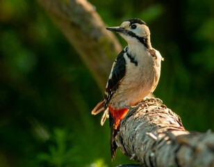 Syrian Woodpecker (Dendrocopos syriacus) in forest