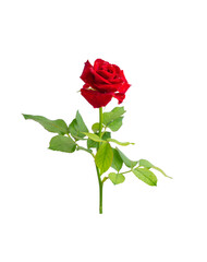 Beautiful single red rose flower on stem with leaves isolated on white background. Naturе object.