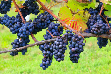 Blaue Trauben für Rotwein
