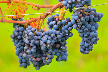 Blaue Trauben für Rotwein