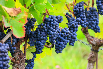 Blaue Trauben für Rotwein