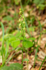 Spindly Helleborine (Epipactis exilis)