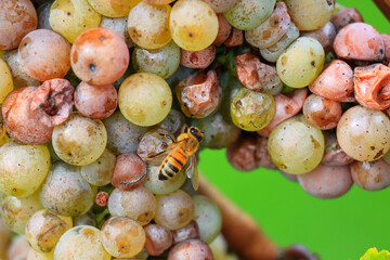 Reben für Weißwein