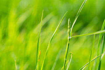 Green grass with drops after rain in a meadow or in a field